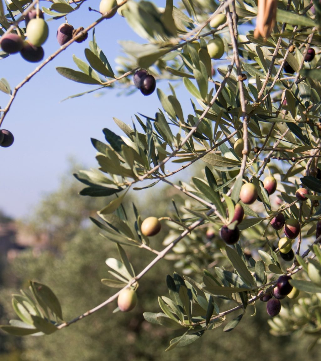 Olive tree and olives in Tuscany