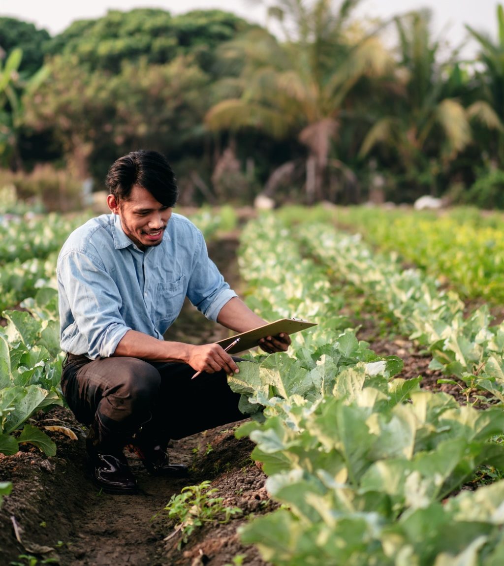 Smart farmer examining quality crop of cabbage vegetables and ch